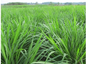 江西黑麥草坪