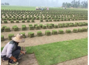 贛州江西草坪基地